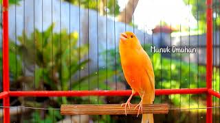 Canary song for mating training of beautiful Belgian canaries 139 [upl. by Treve]