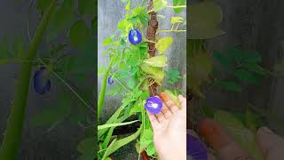 Aprajita plant care  Aprajita plant ki value of garden plant ☺️ [upl. by Yam]