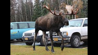 El impresionante tamaño de un alce adulto de Alaska [upl. by Nahshon]