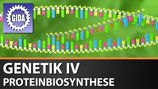 Trailer  Genetik IV  Proteinbiosynthese  Biologie  Schulfilm [upl. by Yelich]