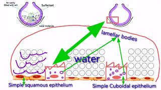 What is formation of surfactan  what is function of surfactant  lamellar bodies L4part 2 [upl. by Siurad]