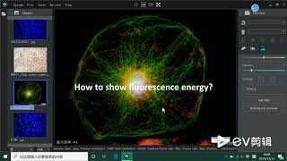 How to process and analysis fluorescence microscope images [upl. by Artenra]