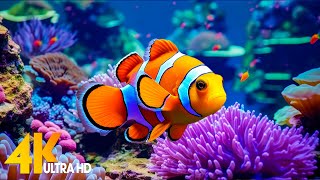 Aquarium 4K VIDEO ULTRA HD 🐠 Beautiful Coral Reef Fish  Relaxing Sleep Meditation Music 28 [upl. by Cerracchio]