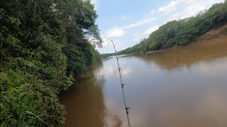 CARDUME DE PEIXE DE COURO NO RIO AMANBAI NAVIRAI MS FISGADAS PARA TODO LADO [upl. by Abeu]