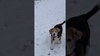 Loud Beagle Barking and Baying [upl. by Angell]