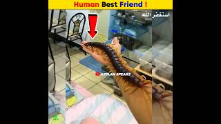 Human Best Friend  Arslan Speaks shortsfeed facts arslanspeaks animals [upl. by Obocaj]