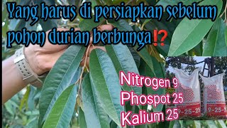 Apa yang harus di lakukan 3 bulan sebelum pohon durian berbunga❓  stabat langkat [upl. by Rhoads274]