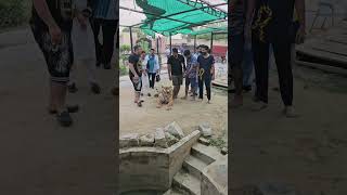 Lion lover adv sikandarbutt lions animal shorts viralAnimallovers [upl. by Llevad]