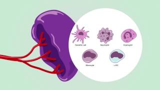 Immunity in spleen [upl. by Aerdnaid568]