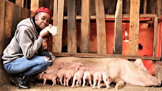 I started with just 2 pigs now I have over 70  Young Millionaire Pig Farmer [upl. by Clynes]