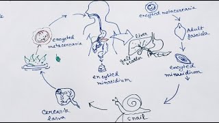 Fasciola Hepatica lifecycle  English   Liver Fluke  Lifecycle [upl. by Phillip]