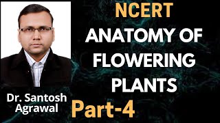 Anatomy of the flowering plants NCERT chapter 6 part 4 class 11th biology [upl. by Ennavoj]