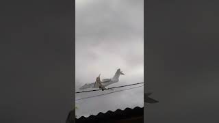 Embraer Phenom 300 landing [upl. by Ilonka]