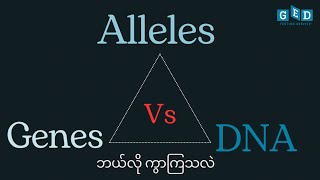 Alleles Vs Gene Vs DNA ဘယ်လိုကွာကြသလဲ  Explained Clearly for GED Science amp Genetics [upl. by Cown]