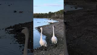 Trumpeter Couple [upl. by Goldin]