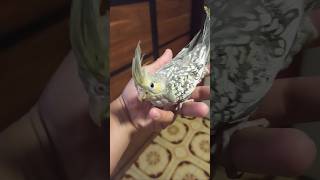 Yellow pied cockatiel 🥰 [upl. by Suiram]