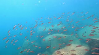 Swimming With Cichlids  Cyprichromis sp leptosoma jumbo  Wampembe [upl. by Pascia686]