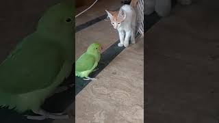 Cat vs parrot [upl. by Pansie]