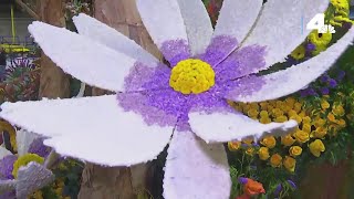 Volunteers add the finishing touches to Rose Parade floats [upl. by Anitteb]