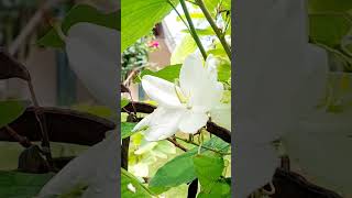 Bauhinia acuminata plant shortsvideo [upl. by Annawahs]