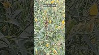 सनई का पौधाBotanical name Crotalaria juncea commonly known as sunn hemp family fabaceae। [upl. by Kariv]