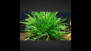 Tips in growing Eriocaulon sp Vietnam [upl. by Gard]