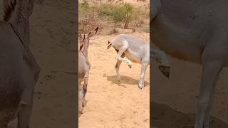 donkeys fighting kicks gadhe pets [upl. by Nho]