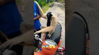 Monkey rides the bike 😁 monkey monkeyvideo fyp funny shorts [upl. by Ruiz]