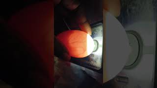 candling eggs 12 days [upl. by Darcee935]