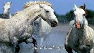 wild horses  Rolling Stones traducido [upl. by Catlaina]