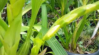 2 spikes on 1 bulb  Coelogyne asperata  how to grow coelogyne asperata [upl. by Rialc]