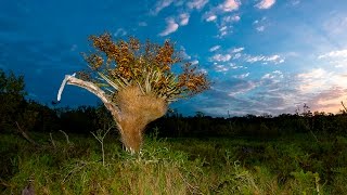 Cigar Orchid Cyrtopodium punctatum in South Florida [upl. by Natassia]