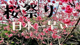 【沖縄観光】本部町八重岳 桜祭りに行ってみた [upl. by Aunson]