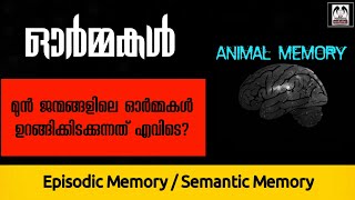 പൂർവ ജന്മ സ്മൃതികൾ ഉറങ്ങിക്കിടക്കുന്നത് എവിടെ   മൃഗങ്ങളുടെ ഓർമ്മകൾ  Episodic amp Semantic Memory [upl. by Boccaj]