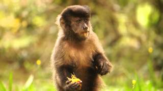 Macaco Prego Cebus apella nigritus  Jardim Botânico do Rio de Janeiro 1Jun2013 [upl. by Amelie147]