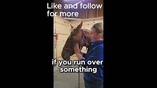 How to Identify and Release Horse Jaw Tension [upl. by Iramohs]