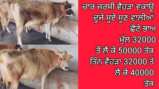 jarsi cows for saleਛੋਟੇ ਭਾਅ ਦੀਆਂ ਚਾਰ ਜਰਸੀ ਵੈਹੜਾ ਵਕਾਊ14102024 [upl. by Tur810]