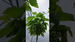 Catalpa Nana Drzewa alejowe w Flora Park wwwfloraparkcompl [upl. by Nivaj]