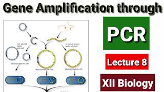 Gene Amplification through PCR Lecture 8 [upl. by Nebuer]