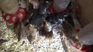 THE CHICKEN COOP Louisiana Incubators Eggs Chicks and Chickens [upl. by Kinney]