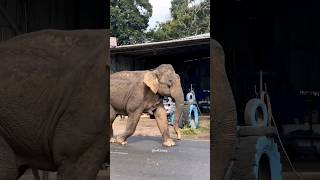 mrng walk thorapalli masinagudi road elephant aanapremikal aanachandham aanakeralam nilgiris [upl. by Riker]