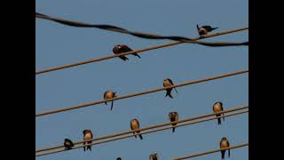 Western house martins [upl. by Sheila]