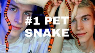 1 Pet Snake for Beginners MUST WATCH [upl. by Davida186]