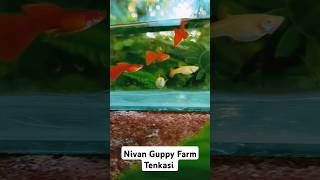 Colourful guppies 💥🤩 shortsvideo dumboearguppy fish [upl. by Tiernan]