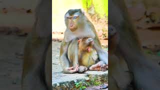 Lovely Monkey Family Libby and Babies 7 monkey monkeyanimalschannel cutebabies cutechildren [upl. by Trueman]