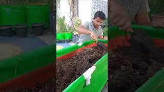 How to Use Cow Dung Compost Tips by HimGardener [upl. by Abercromby]