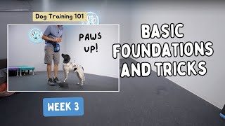 The Ultimate Dog Training Guide  Week 3 [upl. by Edan]