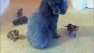 poodle adopts baby kittens [upl. by Starbuck]