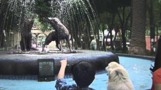 Esto ocurrió en Coyoacán impactante video es comentado a nivel mundial  AndreyG [upl. by Arze]