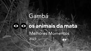 GAMBÁ  Didelphis aurit  MELHORES MOMENTOS  2023 [upl. by Eudoca]